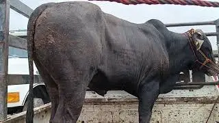 Tianguis de ganado estado de Morelos