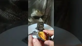 oakley juliet side blinder installation