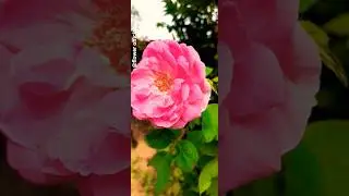 beautiful flower #pink rose 🌹 💖 #hindisong #love #song #nature #bolleywoodsong #flowers #indiansong