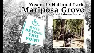 Mariposa Grove @ Yosesmite National Park Wheelchair Travel