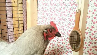 Chicken Coop Decor Tour