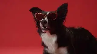 Elite K9 Essentials has a tail-wagging selection of stylish sunglasses for your pup