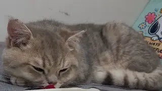 RESTING CAT 🐈