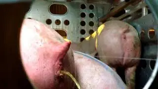 Los Angeles Animal Save at Farmer John's Slaughterhouse