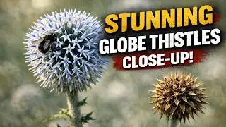 echinops sphaerocephalus or globe thistle plant