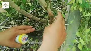 PH&Acirc;N B&Oacute;N L&Aacute; - ROOT PLEX