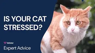 Cat Stress Symptoms & Anxiety: How to Tell If Your Cat Is Stressed & What to Do!