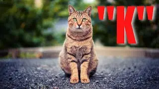 Cat Names Starting With K| 2024