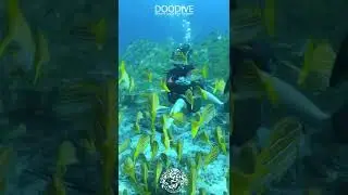 #scubadivinggirl #doodive #scubagirl #scuba #freediving #freedivingirl #doodiveonyoutube #doodivech