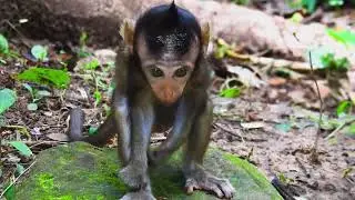 Monkey At Angkor thom  #happiness#monkey #love #animals #zoo #art #nature #cute