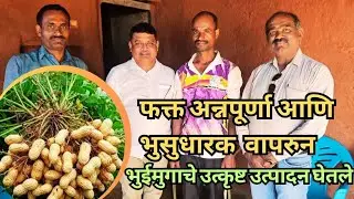 भुईमुगाचे भरघोस उत्पादन ! फक्त अन्नपूर्णा आणि भु- सुधारक वापरून घेतले ||Mission Organic ||