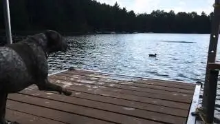 German Shorthaired Pointer Dock Jumping