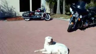 Deaf Pit Bull Part 2