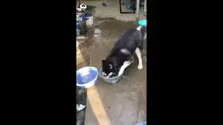 funny moment of husky babes | cuteness  over loaded | laxr clips🐺