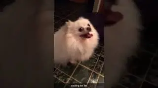 Dog Nods It's Head Yes When You Ask 