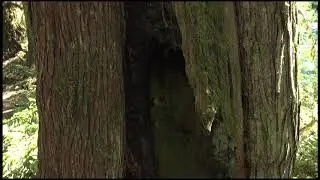 Vancouver Island Tree Stories-CULTURALLY MODIFIED TREES
