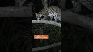 Peter's favorite ocelot fact