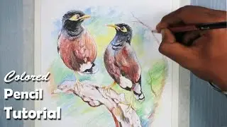 How to Draw Birds with Colored Pencil (common myna/indian myna)