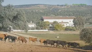 Toros en la Dehesa de Puertolaca, Santisteban del Puerto, Jaén