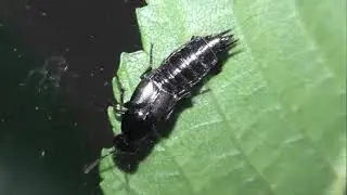 ИНСЕКТАРИЙ: 216. Philonthus decorus