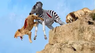 Predator Surprised By Weak Prey's Dramatic Escape, Here's What Happened...