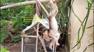 Baby Monkey Janny   enjoy to climb down