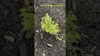 Planting  Lemon Thyme  #shorts