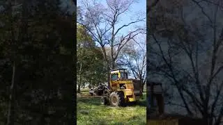 Missouri Organic Pecan Company - Harvest 2019 - Shaking the Trees