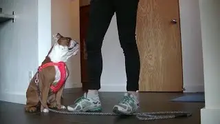 ⭐⭐⭐ How To Stop Unwanted Dog Behavior