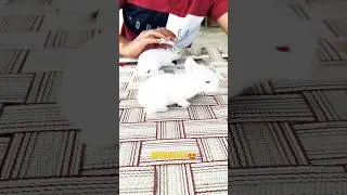 Unexpected Rabbit Surprise 😱| Cute Baby Bunnies ❣️ #Viral