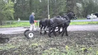 JK Percherons 4 horse driving team