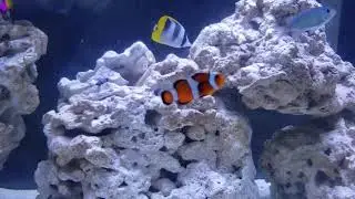 Double Saddle Butterfly and friends