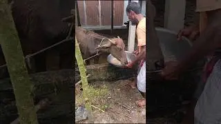 Buffalo feed & Accident due to uncleanliness of buffalo house #buffalo #house #feed #accidente