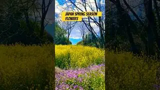 Japan spring season wild flowers #japan #flowers #nature #relaxing