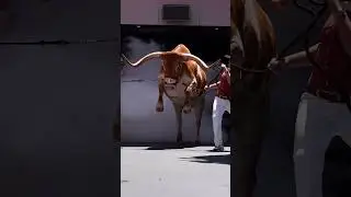 Unexpected Funny Falls 😂 | Viral Comedy Short 2026 Bull Stomp
