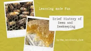 History of Bees and Beekeeping - All About Bees for Kids - History of Honey Bees