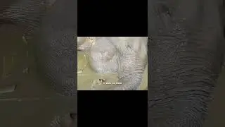 The baby ran frantically after the car,begging humans to save its mom#animals #elephant #human