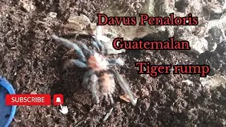 The World's Rarest Tarantula