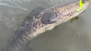 Snakehead Fish Delaware River Estuary