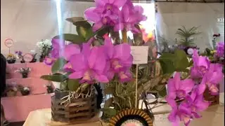 A MAIOR EXPOSIÇÃO DE ORQUÍDEAS DE GOIÂNIA-GOIÁS está chegando🌺