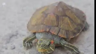 My turtles are not slow, they are athletes.