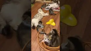 little adorable Kitty funny momentsmade my day. #kittyvibes #cutecats #funnycats #kittenvideos#fyp