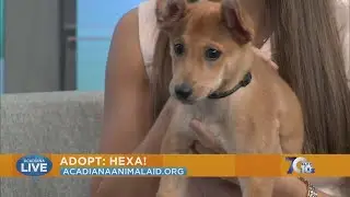 Pet of the Week: Adopt Hexa from Acadiana Animal Aid