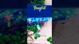 Floating calm in a glass world 🌿Frogbit making the tank feel alive #frogbit #aquascape #plants #fyp