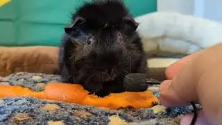 Chewtastic ASMR
