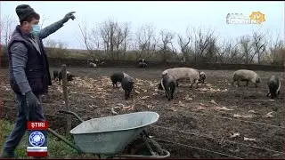 Porcul de Crăciun, vândut pe internet