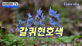갈퀴현호색(특산식물), 숲 전문 HORIM-TV
