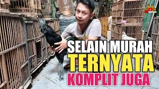 UPDATE HARGA TERKINI ANEKA JENIS AYAM DI PASAR BURUNG PRAMUKA KIOS RENDRA