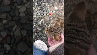 Cats are more loyal then humans❤️ #song #travel #viralvideos #youtubeshorts