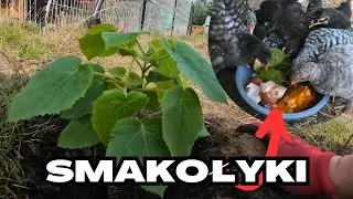 Sadzenie drzew tlenowych, wykładzina w basenie u emu i naprawa Władimirca